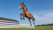 © Lerson - horse jumping over fence near barn, showcasing agility and strength in vibrant outdoor setting