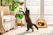 © CandyRetriever  - Happy domestic pet cat have fun playing in living room. Healthy black tortie British Shorthair breed cat playing cat teasers toy feather wand. Indoor kitten cat enjoy with human owner family at home.