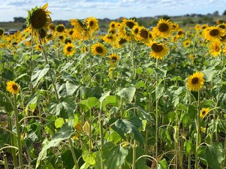 field of sunflowers