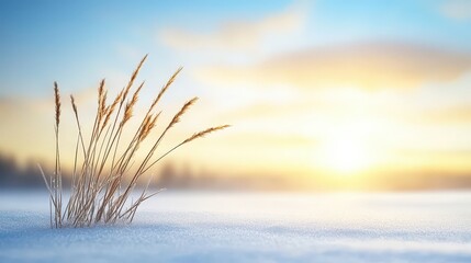 Wall Mural - A field of grass is covered in snow and the sun is setting