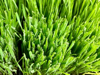 Sticker - Closeup of fresh green wheatgrass blades covered with dew drops