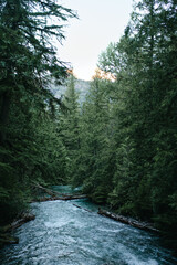 Wall Mural - Flowing river surrounded by dense forest in Glacier National Park