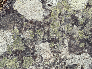 Wall Mural - Natural texture of a stone covered with lichen. Lichen patterns on a rock surface. Natural background. Closeup top view. The nature of the Arctic. Polar region.