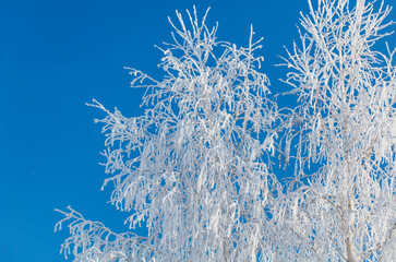 Wall Mural - A tree with a lot of snow on it is in front of a blue sky