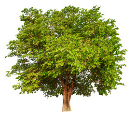 Leinwandbilder - PNG small  tree transparent background removed original background
