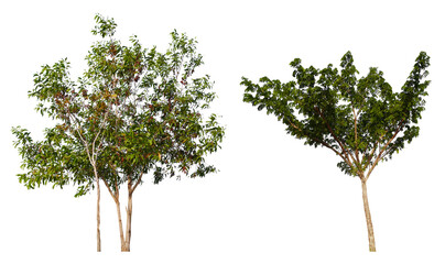 Poster - PNG small  tree group transparent background removed original background