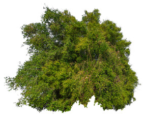 Leinwandbilder - Big tree with small tree group in on one picture, PNG transparent 