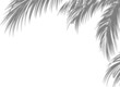 © Faisal - Palm tree branches shadow overlay. Tropical shadow overlay effect isolated on transparent background