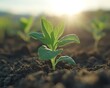 © Thanaseth - A small green plant emerging from the soil, bathed in sunlight with a bright sun shining behind, symbolizing new life, fresh growth, and natures beauty, vibrant colors