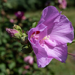 Wall Mural - Pink hibiscus flower outdoor in sunny backyard..