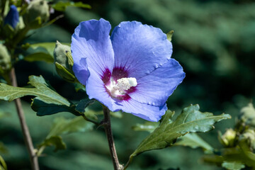 Wall Mural - Purple hibiscus flower outdoor in sunny backyard.