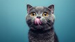 © Espresso - A playful gray cat with bright yellow eyes licking its nose against a vibrant blue background.