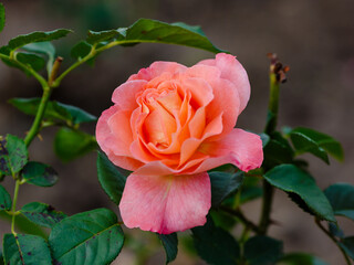 Wall Mural - English rosa Abraham Darby (AUScot, Candy Rain, Country Darby) is blooms in garden. Growing roses in the garden.