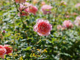 Wall Mural - Rosa 'Jubilee Celebration' is a variety of English roses