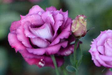 Wall Mural - A close-up view of a vibrant purple Lisianthus flower in full bloom