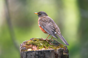 Brown-headed Thrush