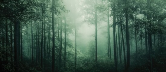 Poster - Mysterious dark green forest background with misty ambience and ample copyspace perfect for text overlay or graphic design use