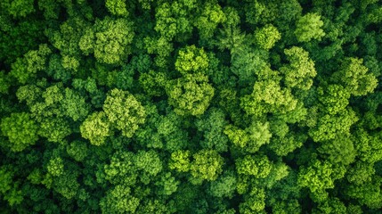 Poster - Aerial View of Lush Green Forest Canopy with Abundant Foliage and Open Space for Text Overlay