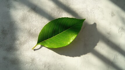 Fototapete - Leaf silhouette casting shadows on textured concrete wall with sunlight filtering through, creating an abstract natural background design.