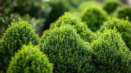 Poster - Lush green coniferous bush landscape offering natural beauty and year-round vibrancy in a serene garden setting