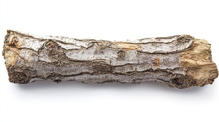 dry tree branch isolated on white background, nature texture for design.