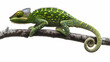 © Hakim - chameleon on a branch Isolated on white background.
