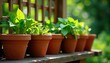 © Sutasinee - Terracotta pots with plants in them placed on a wooden trellis in the garden corner, raised, plants