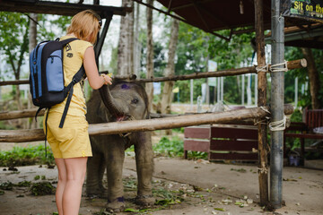 A young woman feeds a baby elephant on an elephant farm