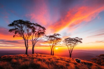 Poster - A koala clinging to a tree branch during sunrise, with golden light illuminating its fur and the surrounding leaves