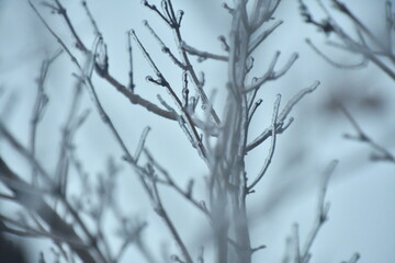 Wall Mural - Ice on Tree Limbs