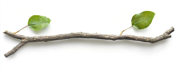  Branch with Two Leaves