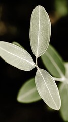 Poster - Delicate Leaf Details Capture Nature's Beauty in Soft Light and Dark Backgrounds