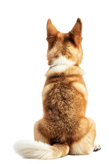 Wall Mural - Back view of a sitting akita dog isolated on a white background