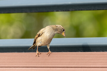 spparow on a fence