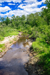 Wall Mural - A river with a lot of trees and a cloudy sky