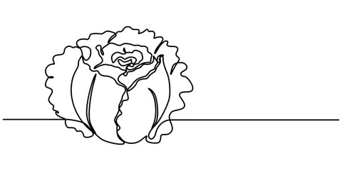 Poster - Single continuous line drawing whole and cut sliced healthy organic headed cabbage for farm logo identity, Chinese cabbage in continuous line art drawing style. Bok choy (pak choi) black linear sketch