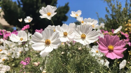 Wall Mural - Cosmos Flowers in Bloom Under a Sunny Sky