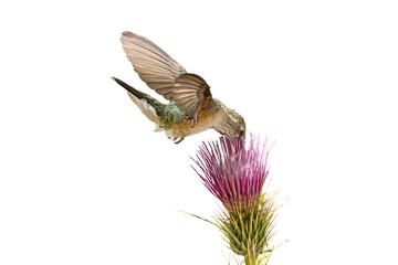 Wall Mural - Broad-tailed Hummingbird (Selasphorus platycercus) Photo, feeding on a Arizona Thistle (Cirsium anrzonicum) Bloom, in Flight Over a Transparent Isolated PNG Background