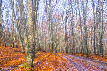 Wall Mural - winter beech forest covered by red dry leaves