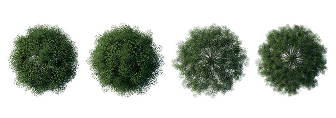 Wall Mural - tree top view plant landscape architecture nature garden aerial render. trees branch isolate collect