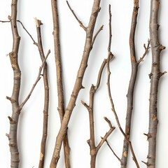 Poster - thin dry branches creating a beautiful natural pattern on a clean white background, perfect for natu