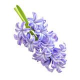 Beautiful hyacinth flower bouquet with delicate purple petals resting on a clean transparent background, Hyacinth flower on transparent background
