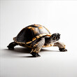© Tata Rammis - turtle isolated on white