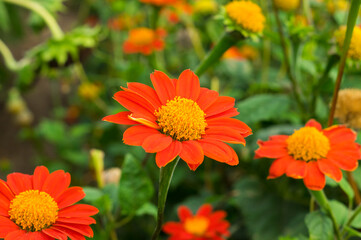 Orange color daisy flowers in garden.