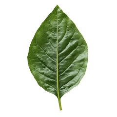 Wall Mural - A vibrant green leaf displayed on a clean transparent background highlighting natural textures and shapes, leaf on transparent background