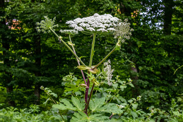 Sticker - hogweed flowering, hogweed bush with white flowers