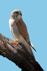 Wall Mural - the nankeen kestrel is perched on a branch