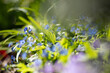 Ułudka wiosenna (Omphalodes verna), niebieskie kwiaty, sezon wiosenny w ogrodzie, zielone tło lub zielona tapeta