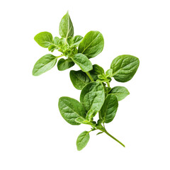 Fresh oregano sprigs on a clean transparent background ideal for culinary use, showcasing vibrant green herb freshness, Fresh oregano herb on transparent background