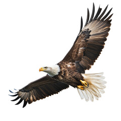 Wall Mural - Bald eagle soaring through the sky over nature